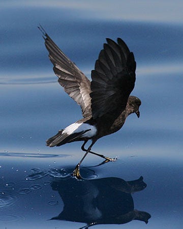 Wilson's Storm-Petrel | Outdoor Alabama